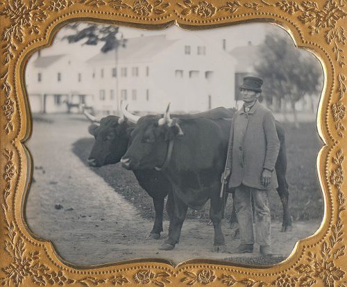 PRIZED OXEN!