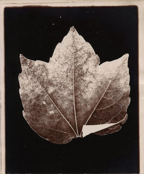 LEAF