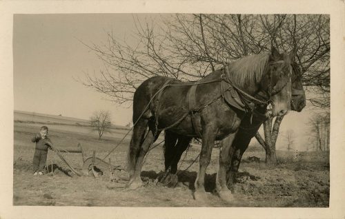 VERY YOUNG FARMER