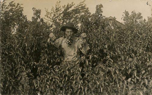 THE FRUIT OF HIS LABOR