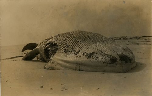 BEACHED WHALE