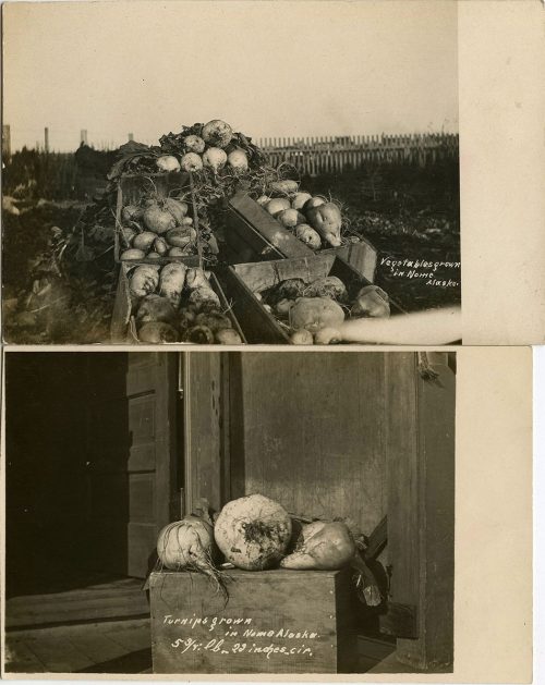 VEGETABLES GROWN IN NOME, ALASKA