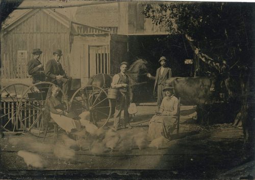 CHICKENS IN THE BARNYARD.